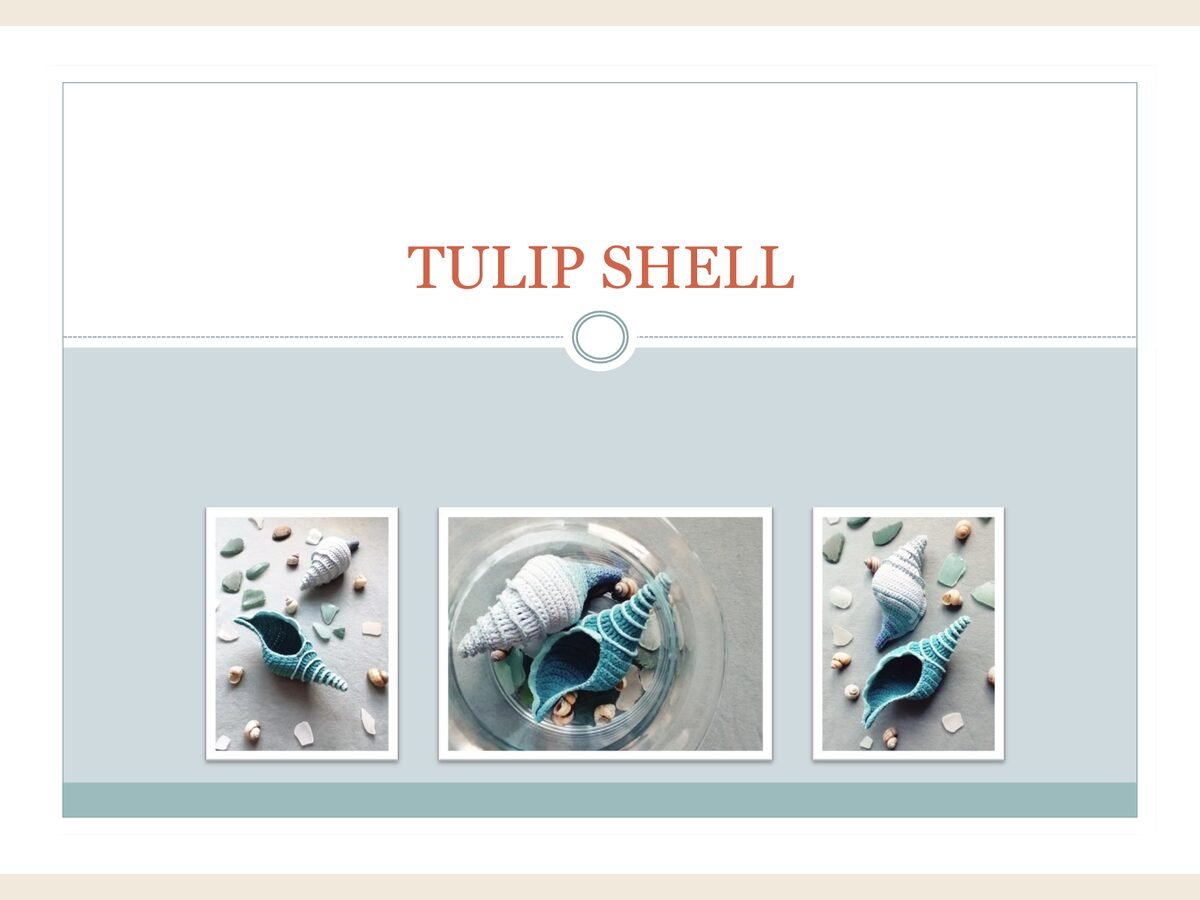 Tulip Shell